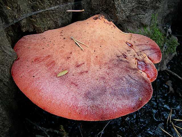 2005 :  Un anno di funghi